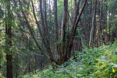Karpat Dağları 'nın eşsiz ekosistemi Rowan (Sorbus aucuparia) eğri ormanı. Karpat Dağları 'nın Dağ Ormanı ekosistemleri.