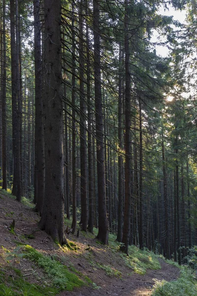 Bos Van Sparren Bomen Verlicht Door Zonnestralen Door Mist Een — Stockfoto