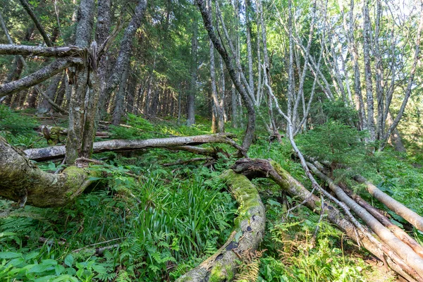 Uniek Bosecosysteem Van Het Karpaten Rowan Sorbus Aucuparia Kromme Bos — Stockfoto