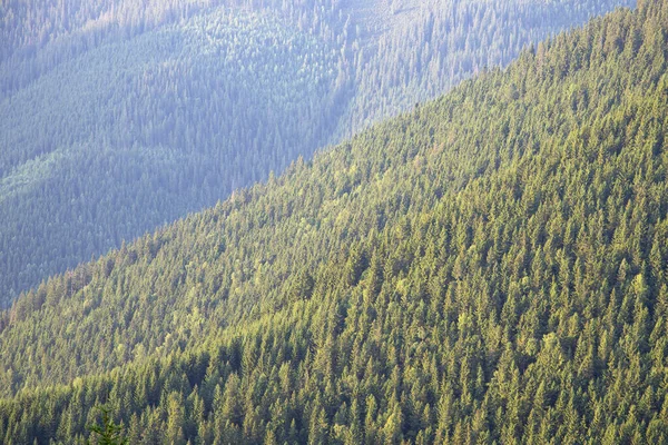 Kozalaklı Orman Dokusu Karpatlar Daki Ladin Ormanının Dokusu Spruce Ormanı — Stok fotoğraf