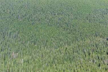 Kozalaklı orman dokusu. Karpatlar 'daki ladin ormanının dokusu. Spruce Ormanı manzaralı. Soyut doğal altyapı kavramı, dokular. Orman desenli duvar kâğıdı.