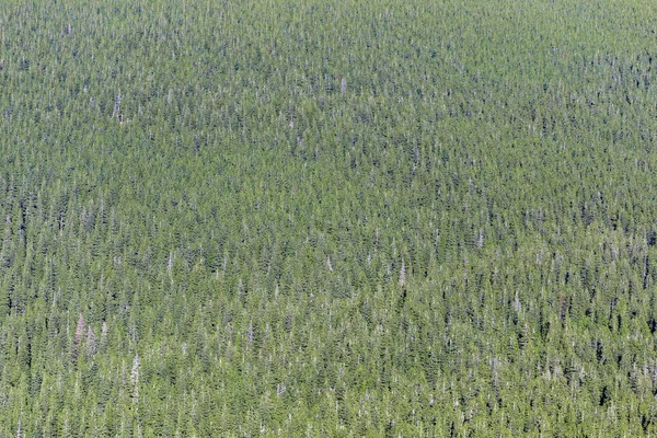 Coniferous Forest Texture Top View Texture Spruce Forest Carpathians Spruce — Stock Photo, Image