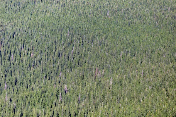 Kozalaklı Orman Dokusu Karpatlar Daki Ladin Ormanının Dokusu Spruce Ormanı — Stok fotoğraf