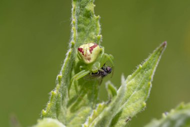 Ebrechtella tricuspidata, Thomisidae familyasından bir örümcek türü. Örümcek yengeci (Ebrechtella tricuspidata) av ile