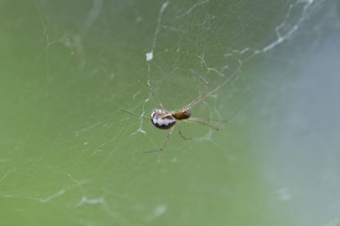 Neriene peltata, Linyphiidae familyasından bir örümcek türü..