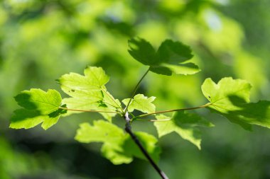 Sycamore (Acer pseudoplatanus) güneş ışığında genç yapraklarla dallanır. Sycamore akçaağaç, Acer psödoplatanus fres ilkbaharda parlak güneş ışığına karşı yeşil yapraklar bakıyor. 