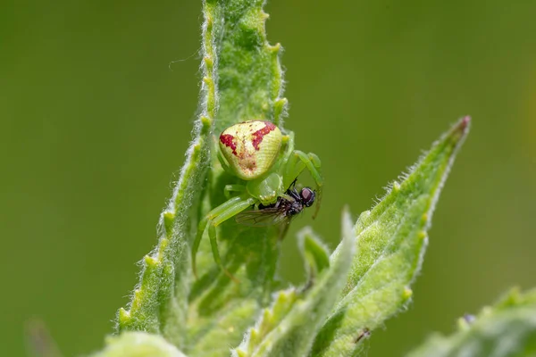 Ebrechtella Tricuspidata Est Une Espèce Araignées Famille Des Thomisidae Crabe — Photo