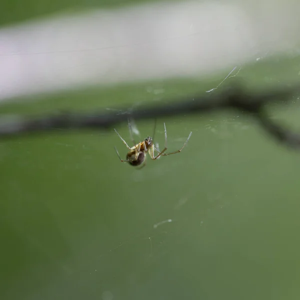 Neriene Peltata Est Une Espèce Araignée Famille Des Linyphiidae — Photo