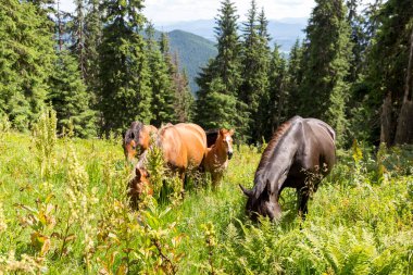 Vahşi atlar, aygırların temiz dağlık çayırlarda otlamasına benzer. Dağlardaki otlaklardaki atlar. Çayırdaki Carpathian atları.