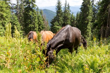 Vahşi atlar, aygırların temiz dağlık çayırlarda otlamasına benzer. Dağlardaki otlaklardaki atlar. Çayırdaki Carpathian atları.