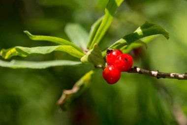Daphne mezereum (mezereon, Şubat daphne, spurge laurel veya spurge zeytin) çiçek açan bitki familyası Thymelaeaceae. Daphne mezereum 'un zehirli kırmızı meyveleri.