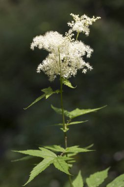 Filipendula ulmaria, Rosaceae familyasından uzun ömürlü bir bitki türü. Filipendula ulmaria subsp. Doğadaki veri.