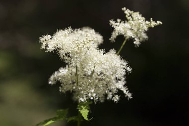 Filipendula ulmaria, Rosaceae familyasından uzun ömürlü bir bitki türü. Filipendula ulmaria subsp. Doğadaki veri.