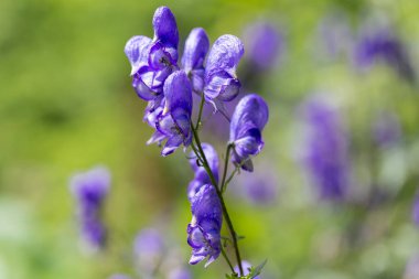 Aconitum sp. Karpat Dağları 'nın doğal ortamında. Aconitum moldavicum Karpatlar 'da çiçek açar..