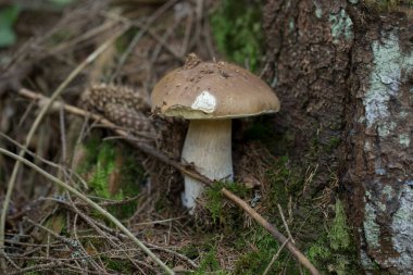 Kozalaklı bir ormandaki doğal ortamında Boletus Edulis bir mantar toplayıcısı için harika bir buluş. Boletus edulis (Ceb, penny bun, porcino), Boletaceae familyasından bir mantar türü..