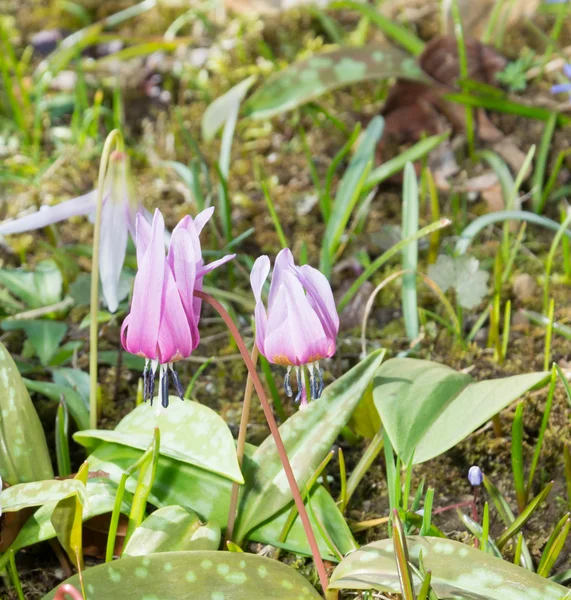 2 つの春の花 — ストック写真