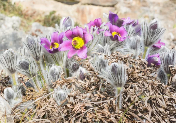 As prímulas violetas florescentes de primavera — Fotografia de Stock