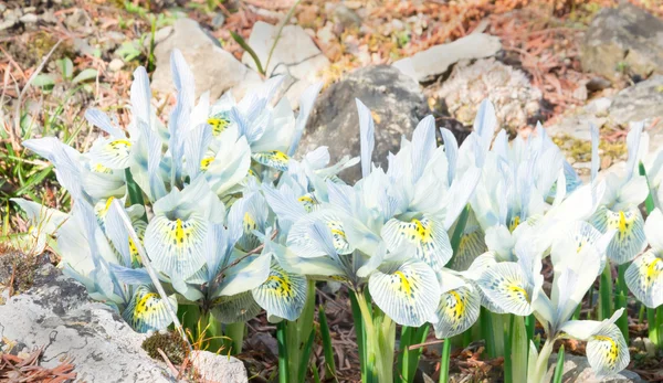 Group of white irises — Stock Photo, Image