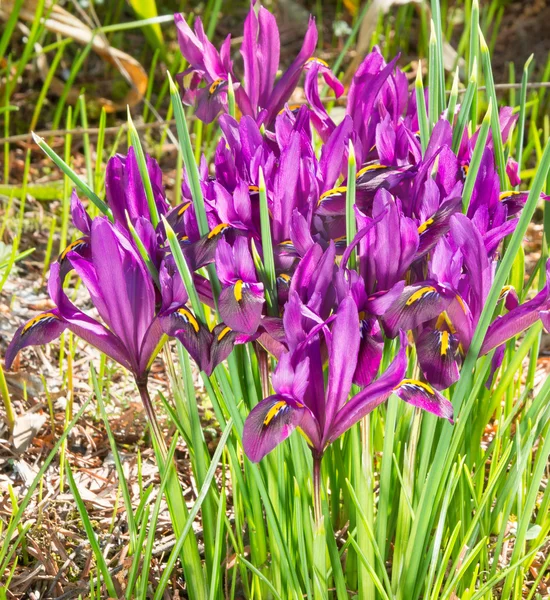 Bloei van violet irissen — Stockfoto