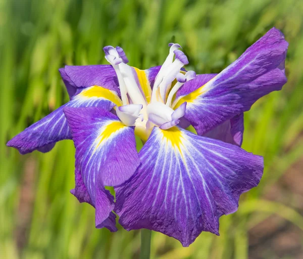 Flower of a violet iris — Stock Photo, Image