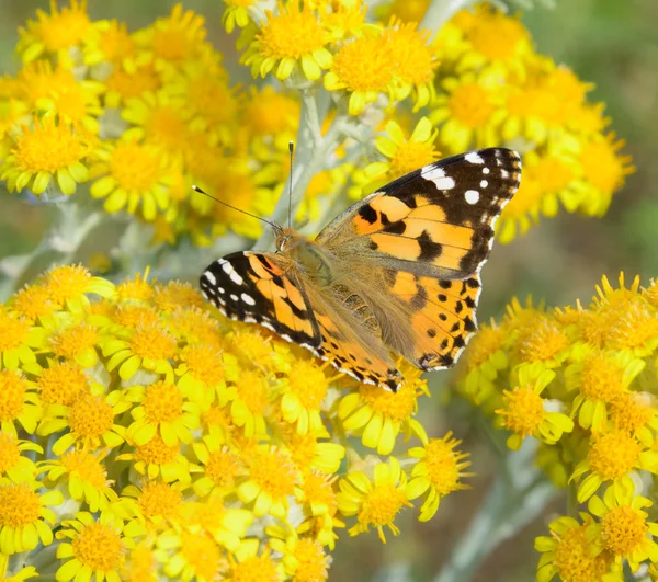 Butterfly Aglais urticae