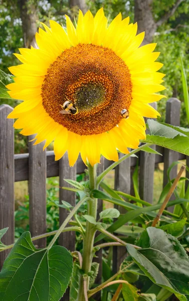 Бджоли на соняшнику — стокове фото