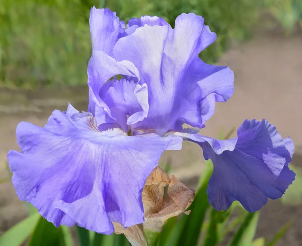 Lilac flower of an iris — Stock Photo, Image