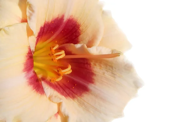 Lily van crème kleur — Stockfoto