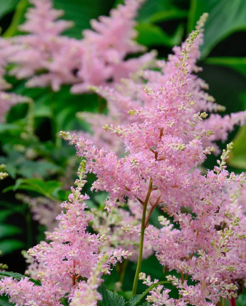 Pink inflorescences of an astilbe — Stock Photo, Image
