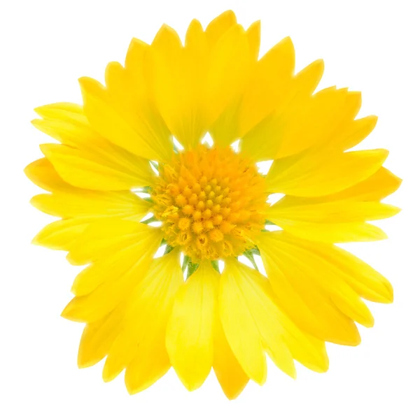 Проста жовта квітка — стокове фото