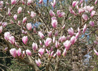 Açık pembe manolya tomurcukları yapraksız bir ağaçta