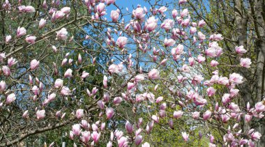 Açık pembe manolya çiçekleri yatay formatta bahar arkaplanı
