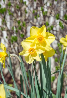 Baharda iki sarı narsisli dikey formatta