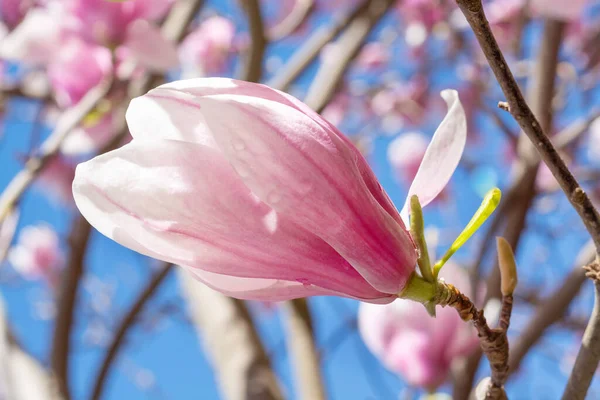 Light Pink Magnolia Bud Blurred Background — Stock Photo, Image