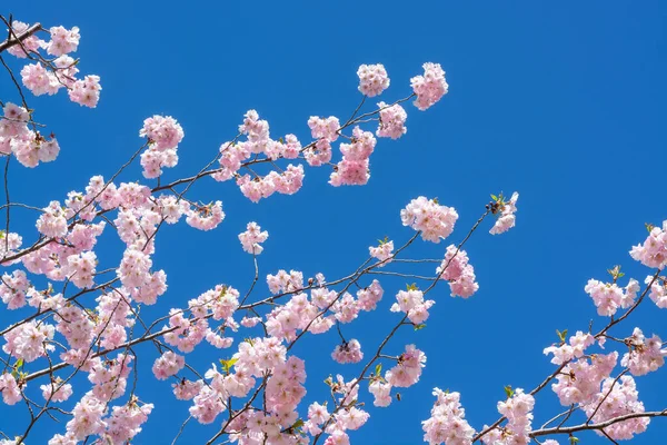 Fleurs Roses Printanières Sur Prunus Serrulata Branches Cerisier Japonais Contre — Photo