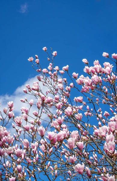 Branches Magnolia Fleurs Sur Fond Ciel Bleu Avec Des Nuages — Photo