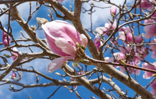 Pink Magnolia Flower Bud Branches Blue Sky Clouds — Stock Photo, Image