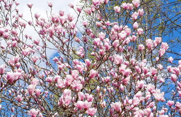 Фон Цветущими Розовыми Цветами Ветвях Магнолии — стоковое фото