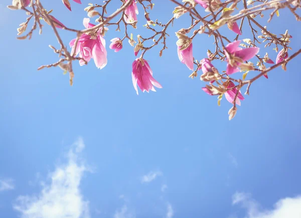 Fond Avec Fleurs Magnolia Rose Ciel Bleu Format Horizontal — Photo