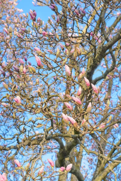 Gökyüzüne karşı ağaç dalları üzerinde manolya tomurcukları, dikey format