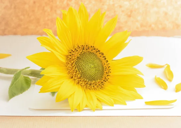 Декоративна Квітка Соняшнику Пелюстки Світлому Фоні Горизонтальному Форматі — стокове фото