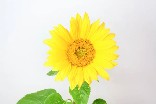 Sonnenblume Auf Hellem Hintergrund Horizontalen Format — Stockfoto
