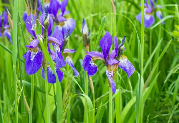 Purple Iris Flower Blurred Green Background Horizontal Format — Stock Photo, Image