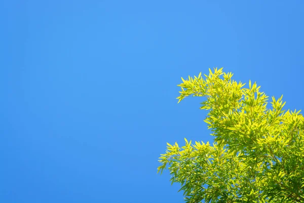 Background Blue Sky Bamboo Branches Horizontal Format — Stock Photo, Image