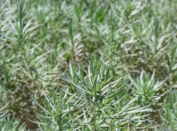 Sprig of rosemary on a blurred background, growing rosemary — Stock Photo, Image