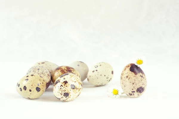 Several quail eggs and a pair of daisies on a light background — Stock Photo, Image