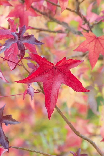 Rotes Weinblatt auf verschwommenem Herbstlaub — Stockfoto