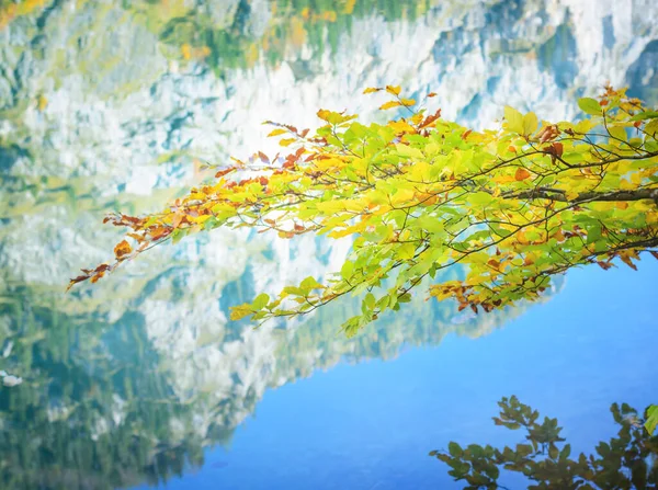 Ramitas con hojas de otoño de tonos amarillos sobre el fondo del lago reflejo de las montañas —  Fotos de Stock