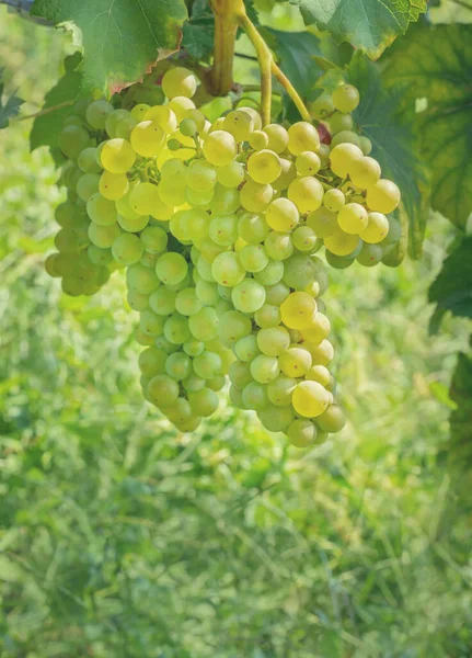 Ein Zweig grüner Trauben mit Flecken auf verschwommenem Hintergrund — Stockfoto