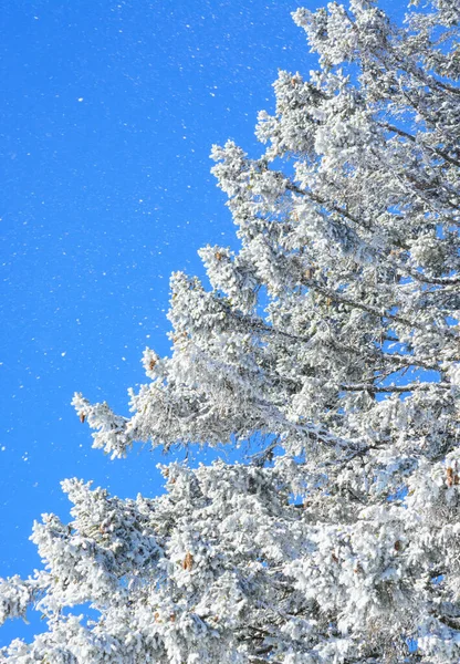 Half of a spruce tree with hoarfrost against a blue sky and falling snow — Stock Photo, Image